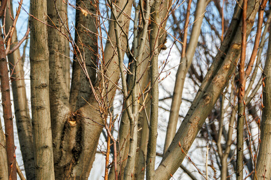 selective shot tree branches in woodland