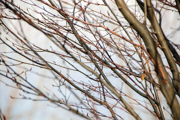 bare branches of a tree in winter