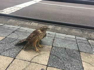 A steeplejack comes down to the road with injuries.