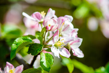 Fototapeta premium appletree blossom branch in the garden in spring 
