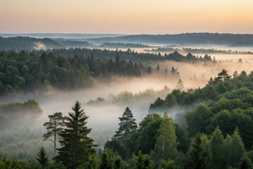 Fototapeta premium Dense forest at dawn with misty fog gently rolling over the landscape, foliage, foggy morning, sunrise, natural scenery