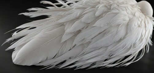 Feather of a white swan against a black background, bird, contrast