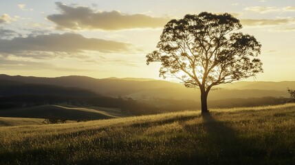 Obraz premium Golden Sunrise Over Rolling Hills with a Lone Tree in Focus, Evoking Tranquility and Harmony with Nature