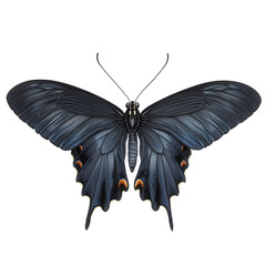 Dark blue butterflies in watercolor style isolated on white or transparent png 
