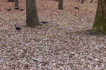 bird on the ground