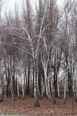 forest in winter