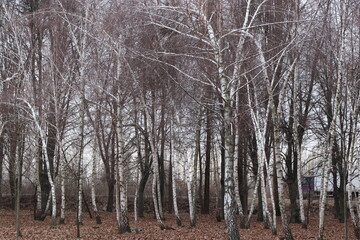 forest in winter