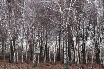 trees in the forest