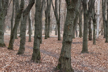 autumn in the forest
