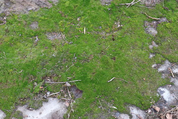 moss on the rock