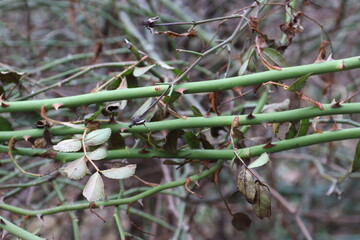 “A close-up of green thorny stems of a wild rose or dog rose. The sharp thorns on the background of a blurred natural composition symbolize protection, endurance, and natural strength.