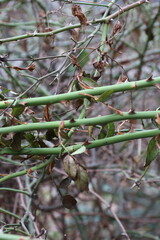“A close-up of green thorny stems of a wild rose or dog rose. The sharp thorns on the background of a blurred natural composition symbolize protection, endurance, and natural strength.
