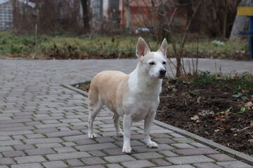 portrait of a white dog