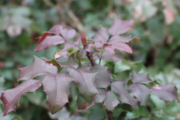 pink and green leaves