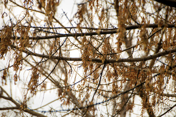 yellow leaves and branches against sky