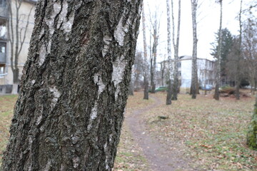 walking in the woods