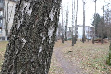  walking in the forest