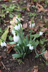 snowdrops in spring