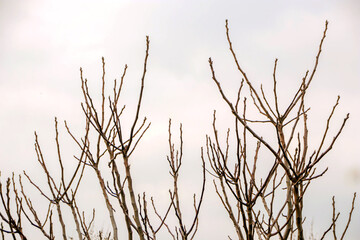 bare branches in the morning