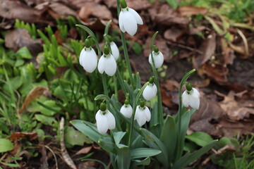 snowdrops in the snow
