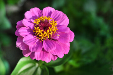 Obraz premium ZINIA MARAVILLOSA COLOR FUCSIA PISTILOS AMARILLOS HOJAS VERDES JARDÍN 