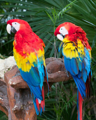 Colorful Parrots perched on branch