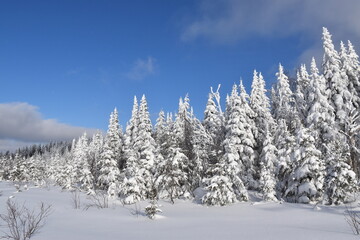 A snow-covered forest after the storm, Québec, Canada