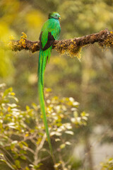 Beautiful Male Resplendent Quetzal with spectacular tail perched on an attractive mossy branch with a blurred background