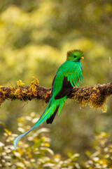 Beautiful Male Resplendent Quetzal with spectacular tail perched on an attractive mossy branch in the rain with a blurred background