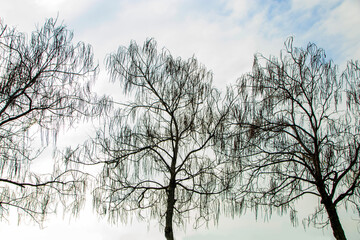 trees and cloudy winter sky in daylight