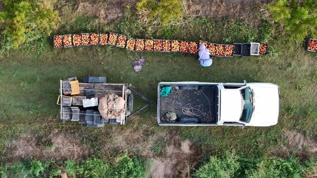 aerial view of workers harvesting peaches in Argentina