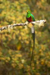 Beautiful Male Resplendent Quetzal with spectacular tail perched on an attractive mossy branch with a blurred background