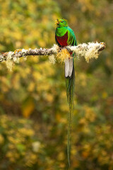 Beautiful Male Resplendent Quetzal with spectacular tail perched on an attractive mossy branch with a blurred background