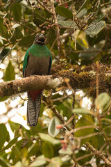 Female Resplendent Quetzal (Pharomachrus mocinno) eating wild avocado while perched on a mossy branch