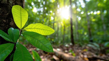 Fototapeta premium Sunbeams dance through the lush canopy of a vibrant green forest