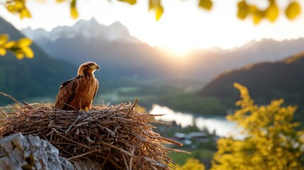 Majestic eagle surveys its kingdom from a cliffside nest at dawn
