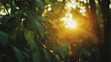 Green leaves in the forest at sunset. Natural background with green leaves.