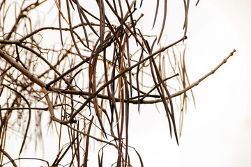 branches of a tree in winter