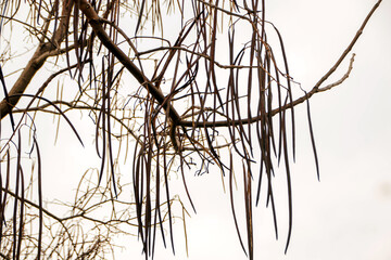 Fototapeta premium branches of a tree