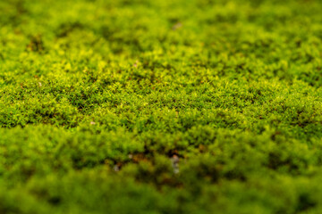 close-up of green moss in sunlight