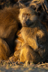 Close-up of chacma baboon squeezed between parents