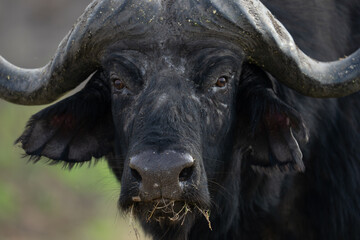 Naklejka premium Close-up of Cape buffalo looking toward camera