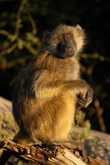 Chacma baboon sits clasping hands on log