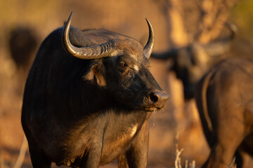 Close-up of female Cape buffalo with catchlight