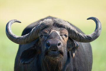 Close-up of Cape buffalo standing stretching neck