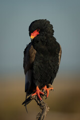 Bateleur eagle watching camera from dead bush