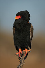 Bateleur eagle watching camera from dead branch