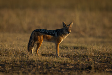Black-backed jackal stands turning head on savanna