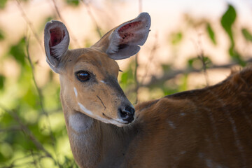 Close-up of Cape bushbuck standing turning head