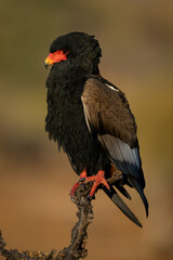 Bateleur eagle with catchlight on tree stump